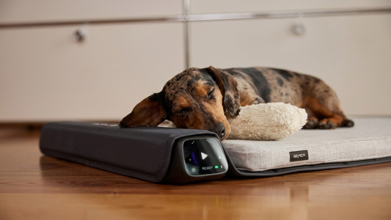 BEMER Dog Line kutya fizioterápia otthon
